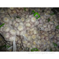 Crop 2019 Regular White Garlic